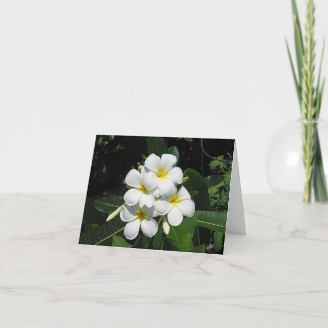 Plumeria Hawaiian Flower Photo on Note Card (Front)