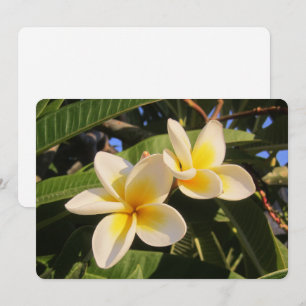 Plumeria Holiday Card