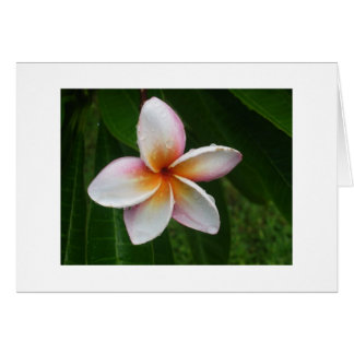 Plumeria in the Rain