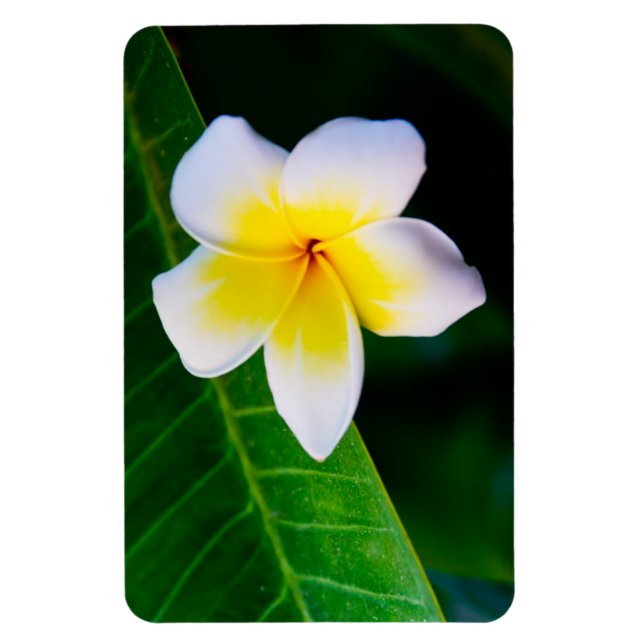Plumeria Magnet (Vertical)