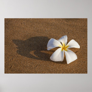 Plumeria on sandy beach, Maui, Hawaii, USA Poster