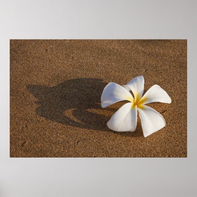 Plumeria on sandy beach, Maui, Hawaii, USA Poster (Front)