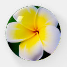 Plumeria