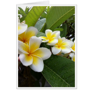 Plumeria parfaite