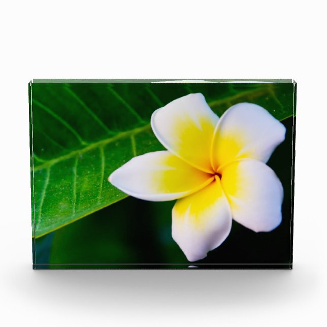 plumeria photo block (Front)