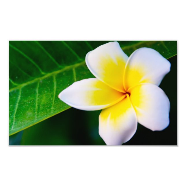 plumeria photo print (Front)