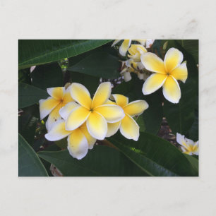 Plumeria Postcard