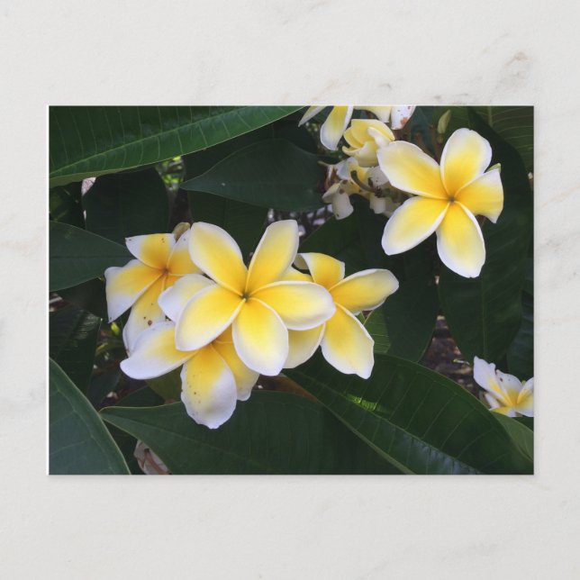 Plumeria Postcard (Front)
