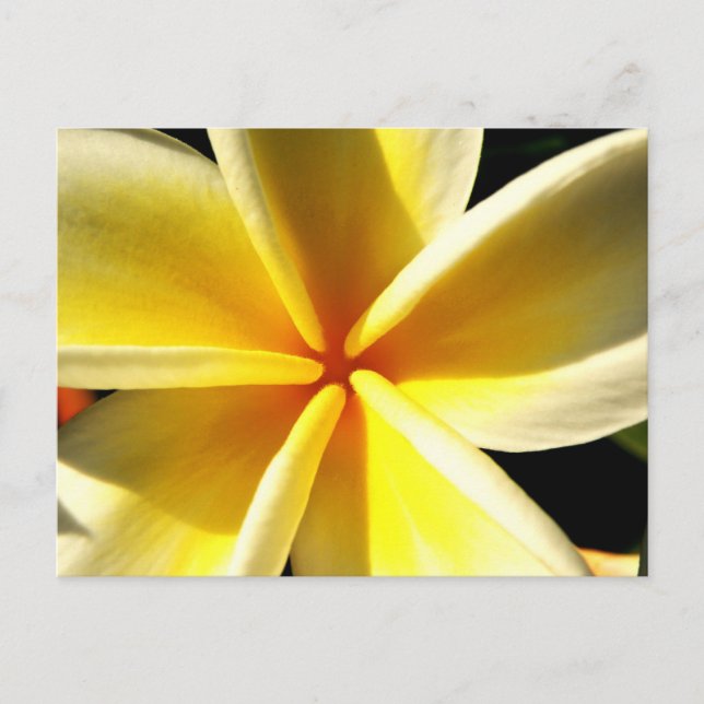 plumeria postcard (Front)