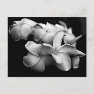 Plumeria postcard.. postcard