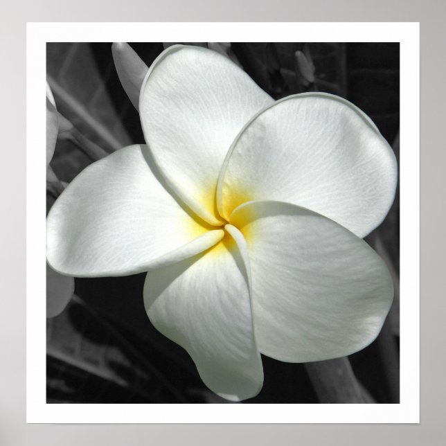 Plumeria Poster (Front)