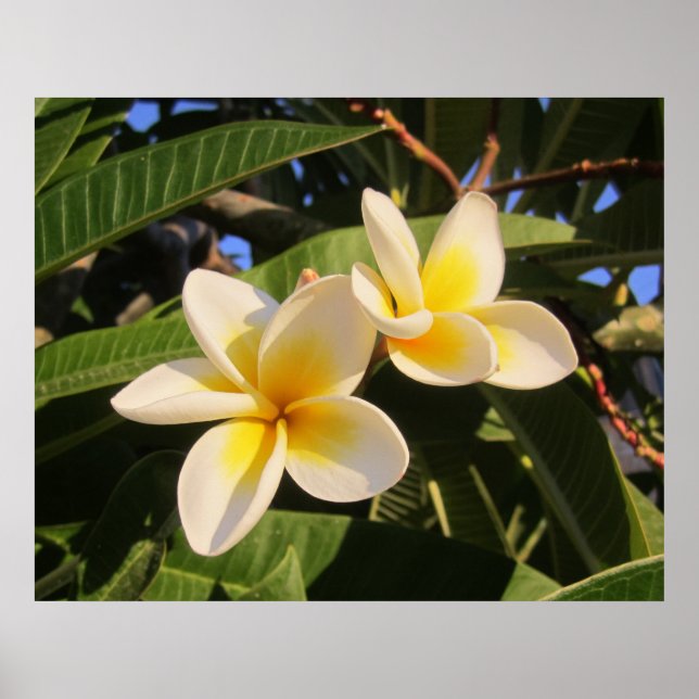 Plumeria Poster (Front)