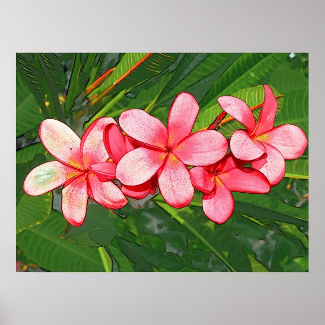 Plumeria Poster (Front)