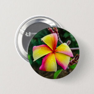 Plumeria rubra 2 inch round button