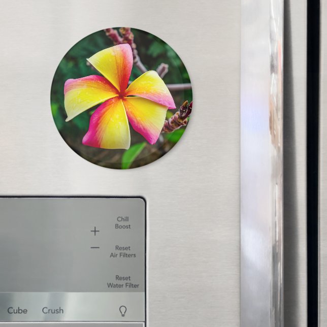 Plumeria rubra magnet (In Situ (Fridge))