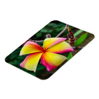 Plumeria rubra