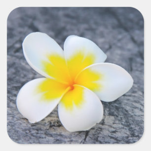 plumeria square sticker