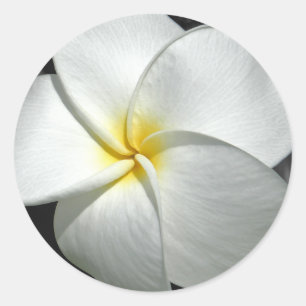 Plumeria Sticker