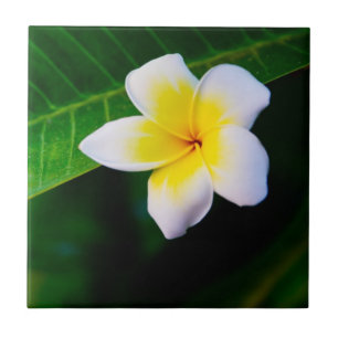 plumeria tile