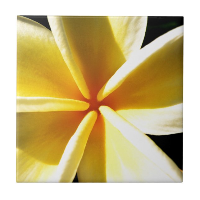plumeria tile (Front)