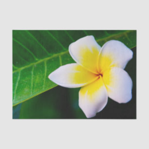 plumeria tissue paper