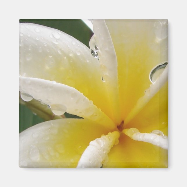Plumeria yellow magnet (Front)