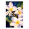 Plumerias Aglow
