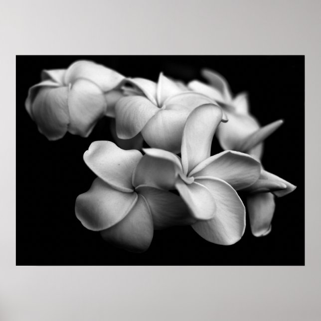 Plumerias in Black and White Poster (Front)