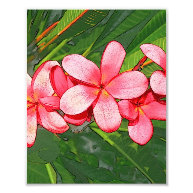 Plumerias Photo Print (Front)