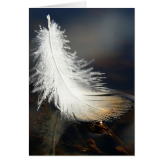 Plumes de canard