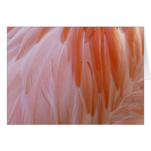Plumes de Flamant rose dans les tons roses