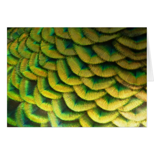 Plumes de paon II Nature colorée (Devant Horizontal)