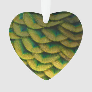 Plumes de paon II Nature colorée