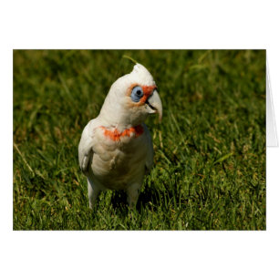 Plumes d'oiseau de bec de Corella pilotant