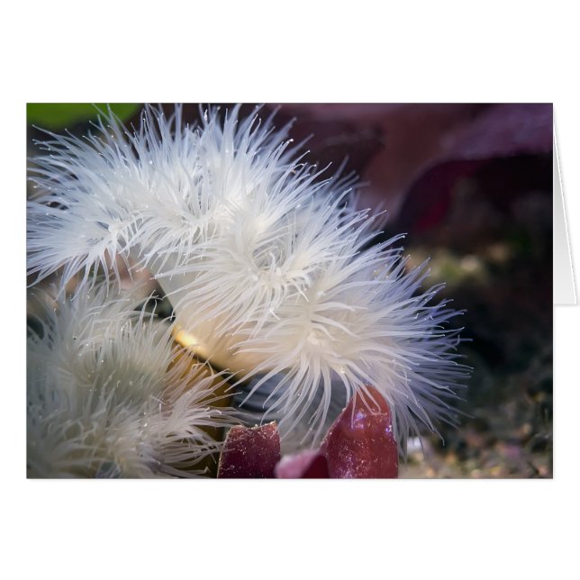 Plumose Anemone - Card (Front Horizontal)