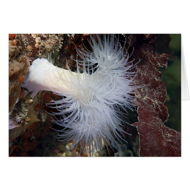 Plumose Anemone (Metridium farcimen) (Devant horizontal)