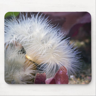 Plumose Anemone - Mousepad