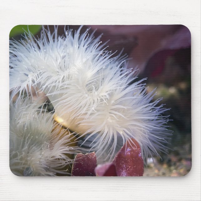 Plumose Anemone - Mousepad (Front)