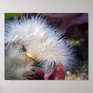 Plumose Anemone - Poster