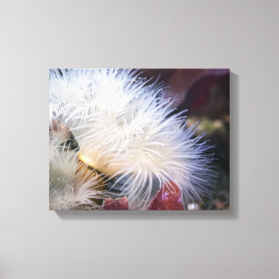 Plumose Anemone - Wrapped Canvas