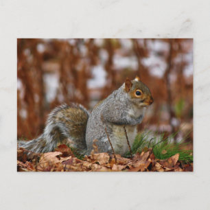 Plump Eastern Grey Squirrel Postcard
