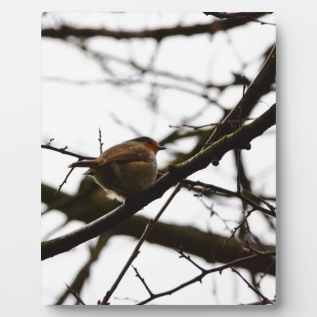 Plump English Robin Plaque (Front)