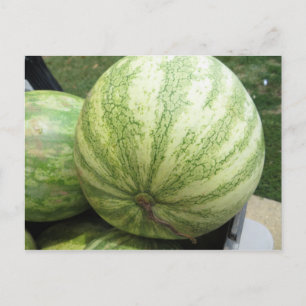 Plump Melon Postcard