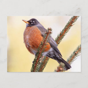 Plump Robin Postcard