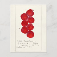 Plums (Prunus Domestica) Fruit Watercolor Painting