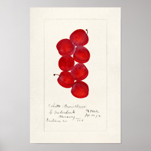 Plums (Prunus Domestica) Fruit Watercolor Painting Poster