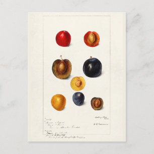 Plums Seed (Prunnus Domeatica) Watercolor Painting Postcard