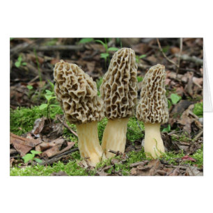 Plus de Morels