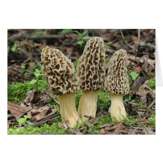 Plus de Morels (Devant horizontal)