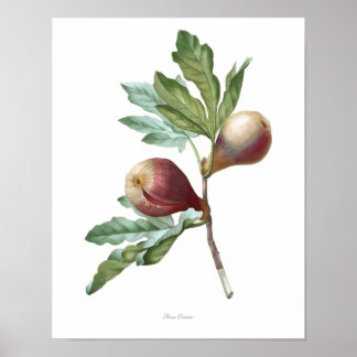 PLUS HAUTE QUALITÉ Impression botanique de Fig
